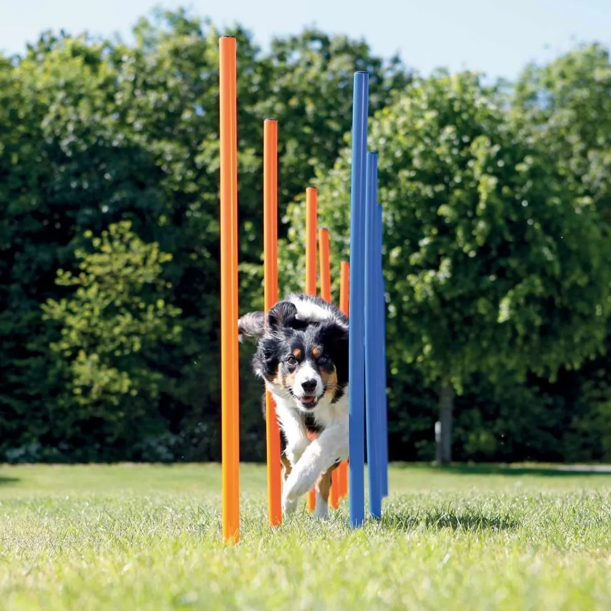 Trixie Agility|Agility*Agility pujottelueste 12 keppiä