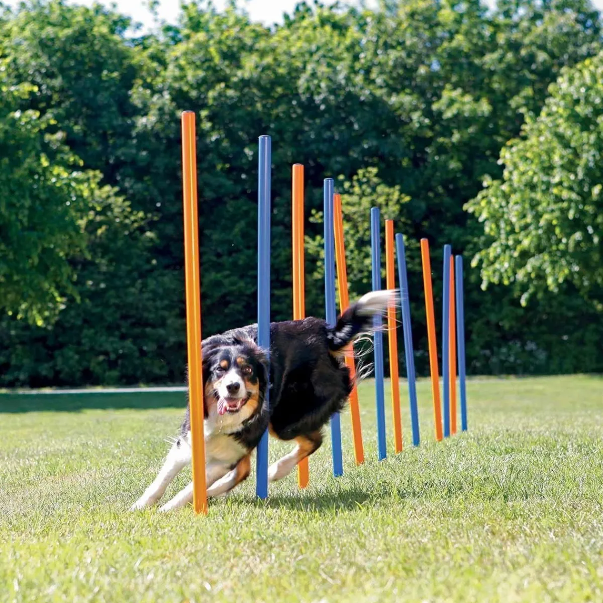 Trixie Agility|Agility*Agility pujottelueste 12 keppiä