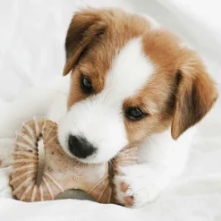 Benebone Puruluut|Hammasherkut*Puppy 2 kpl - Dental Chew/Wishbone Bacon Tiny