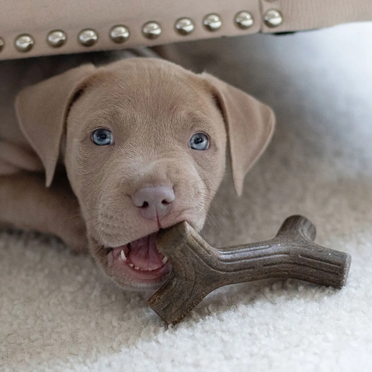 Benebone Puruluut|Hammasherkut*Puppy 2 kpl - Maplestick/Zaggler Bacon Tiny