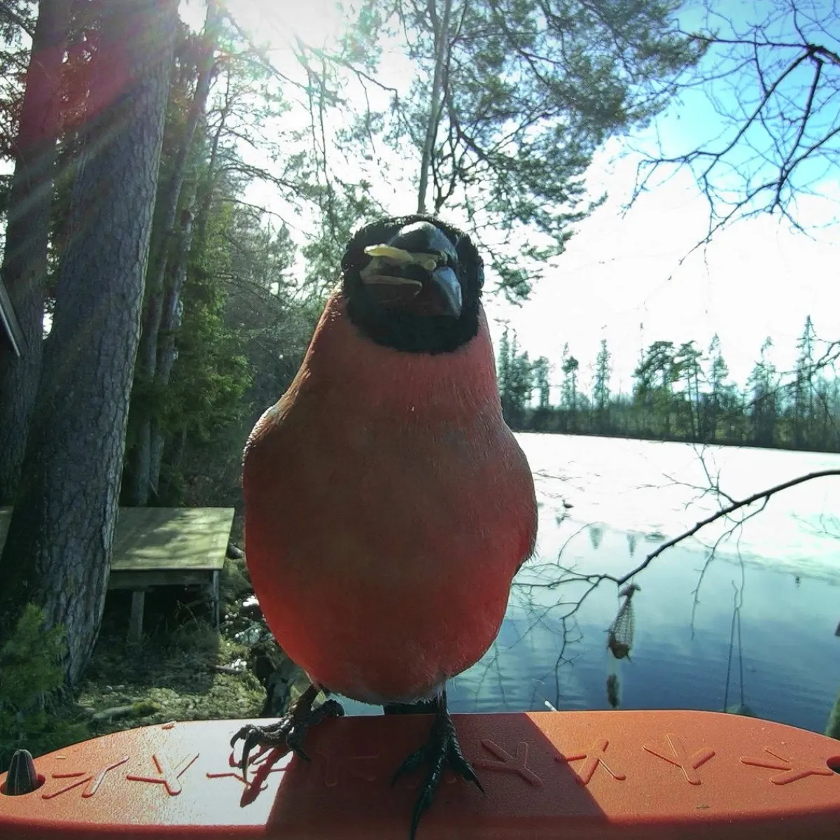 Birdbuddy Ulkolinnut|Koirakamerat*Bird Buddy -lintulauta kameralla