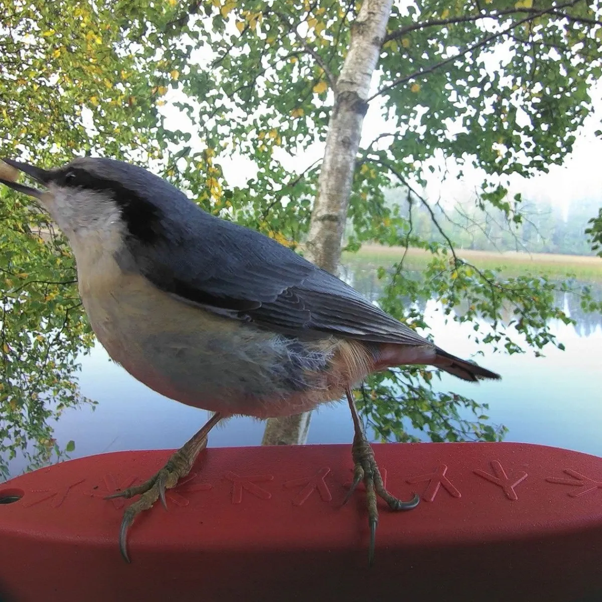Birdbuddy Ulkolinnut|Koirakamerat*Bird Buddy -lintulauta kameralla