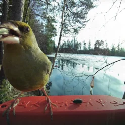 Birdbuddy Ulkolinnut|Koirakamerat*Bird Buddy -lintulauta kameralla