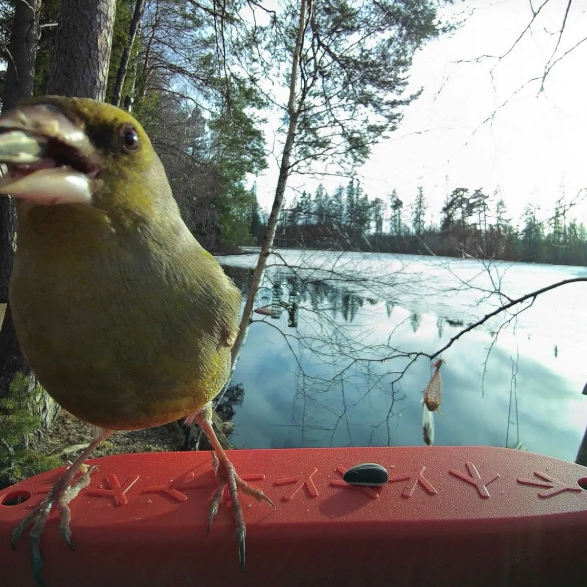 Birdbuddy Ulkolinnut|Koirakamerat*Bird Buddy -lintulauta kameralla