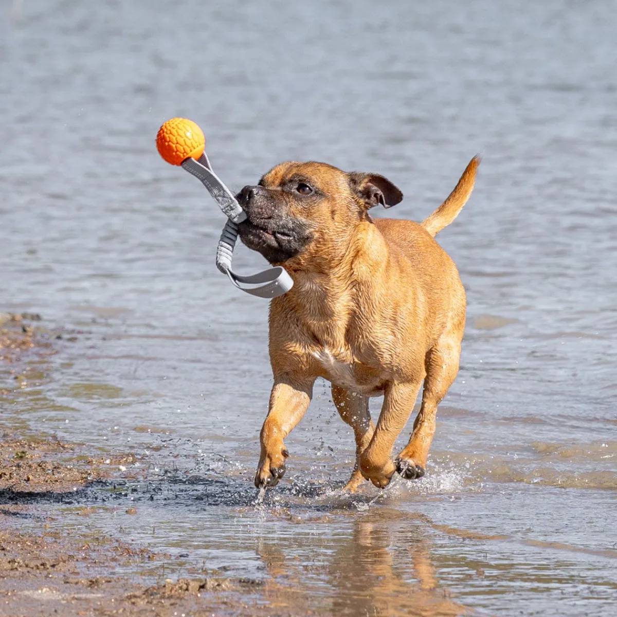 N-Gage Koiran Vetolelut|Koiran Pallot Ja Heittolelut*Bungee Handler oranssi