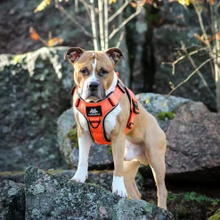 Cerberos Igp|Koiran Valjaat*Active valjaat, Rescue Orange