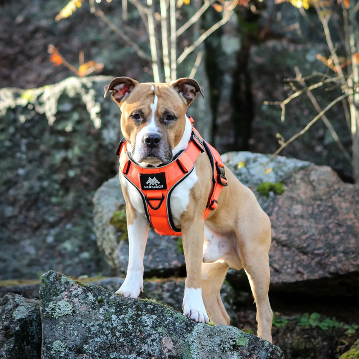 Cerberos Igp|Koiran Valjaat*Active valjaat, Rescue Orange