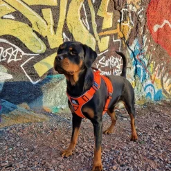 Cerberos Igp|Koiran Valjaat*Active valjaat, Rescue Orange