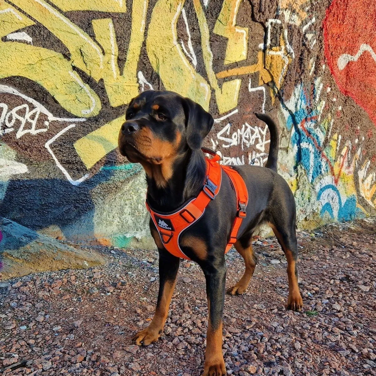 Cerberos Igp|Koiran Valjaat*Active valjaat, Rescue Orange