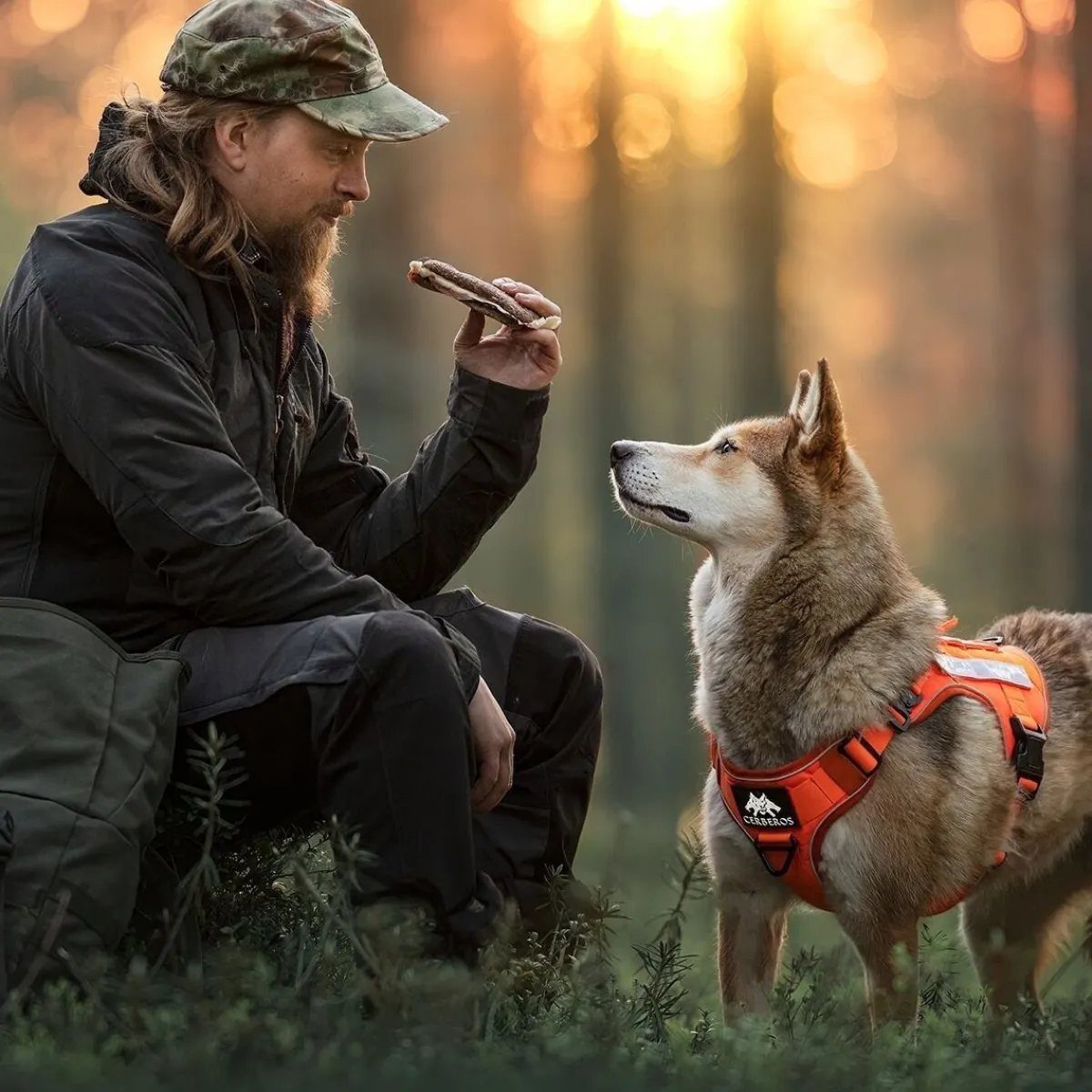 Cerberos Igp|Koiran Valjaat*Tactical valjaat koiralle, Rescue Orange