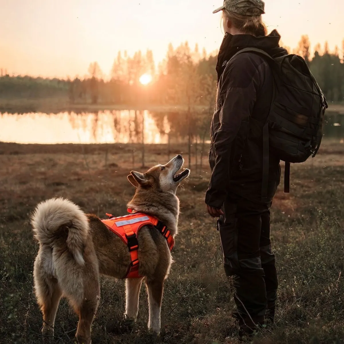 Cerberos Igp|Koiran Valjaat*Tactical valjaat koiralle, Rescue Orange