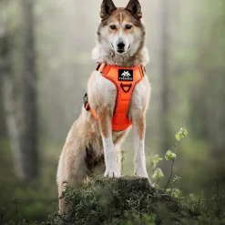 Cerberos Igp|Koiran Valjaat*Tactical valjaat koiralle, Rescue Orange