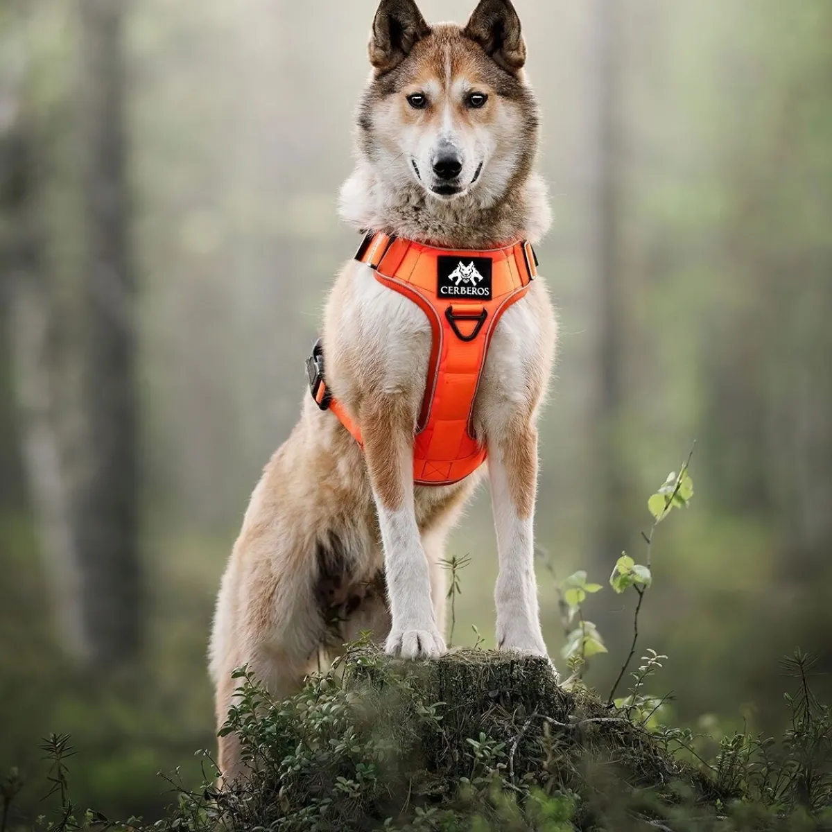Cerberos Igp|Koiran Valjaat*Tactical valjaat koiralle, Rescue Orange