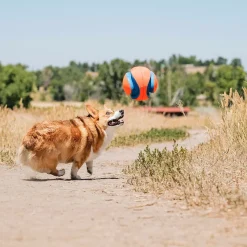 Chuckit Koiran Pallot*Kick Fetch -jalkapallo
