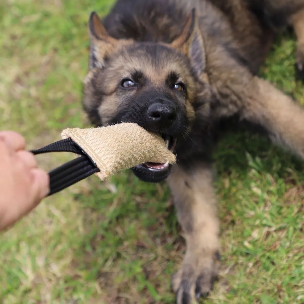 Dingo Gear Koiran Vetolelut|Koiran Treenilelut*Kamprulle i Jute med 1 Handtag 40 cm