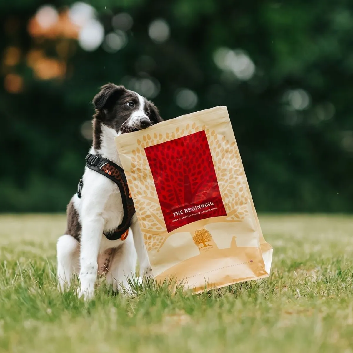 Essential Foods Koiran Kuivaruoka|Viljaton Koiranruoka*ESSENTIAL the BEGINNING SMALL BREED