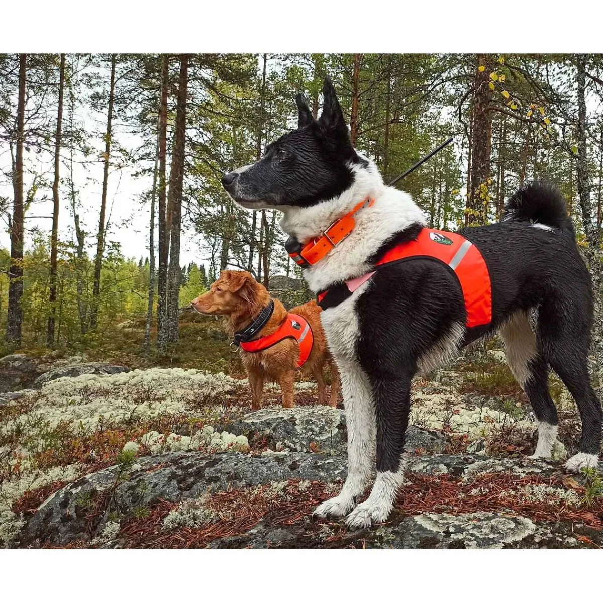 FinNero Koiran Vaatteet|Koiran Huomioliivit*Ukko metsästysliivi