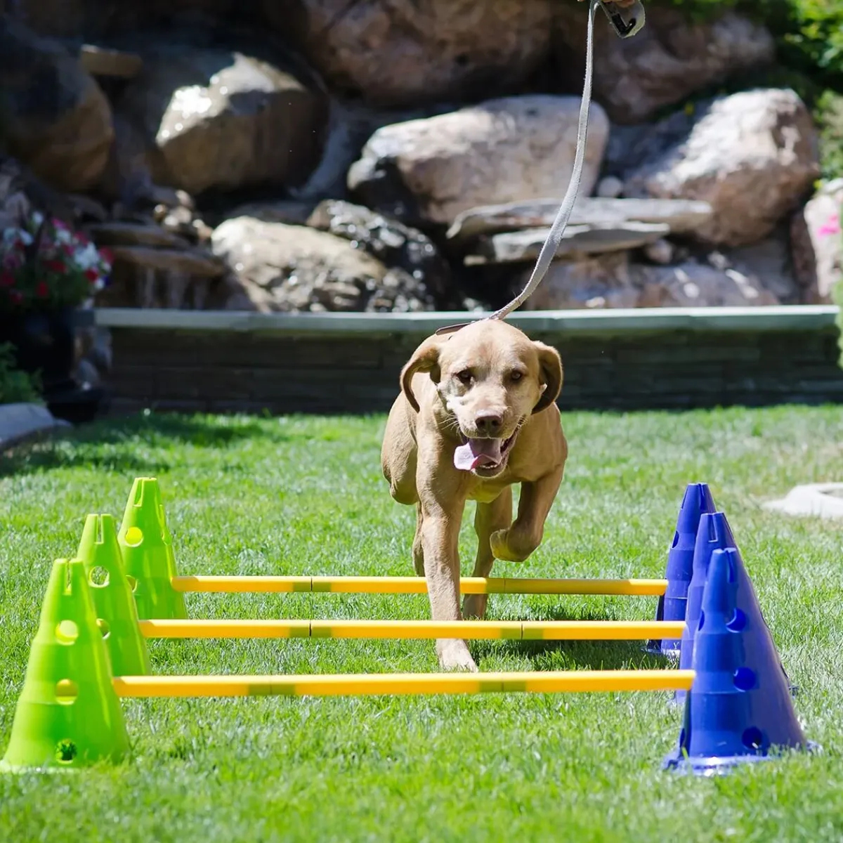 FitPaws Agility|Agility*K9-kavaletti 58 x 29 x 10 cm