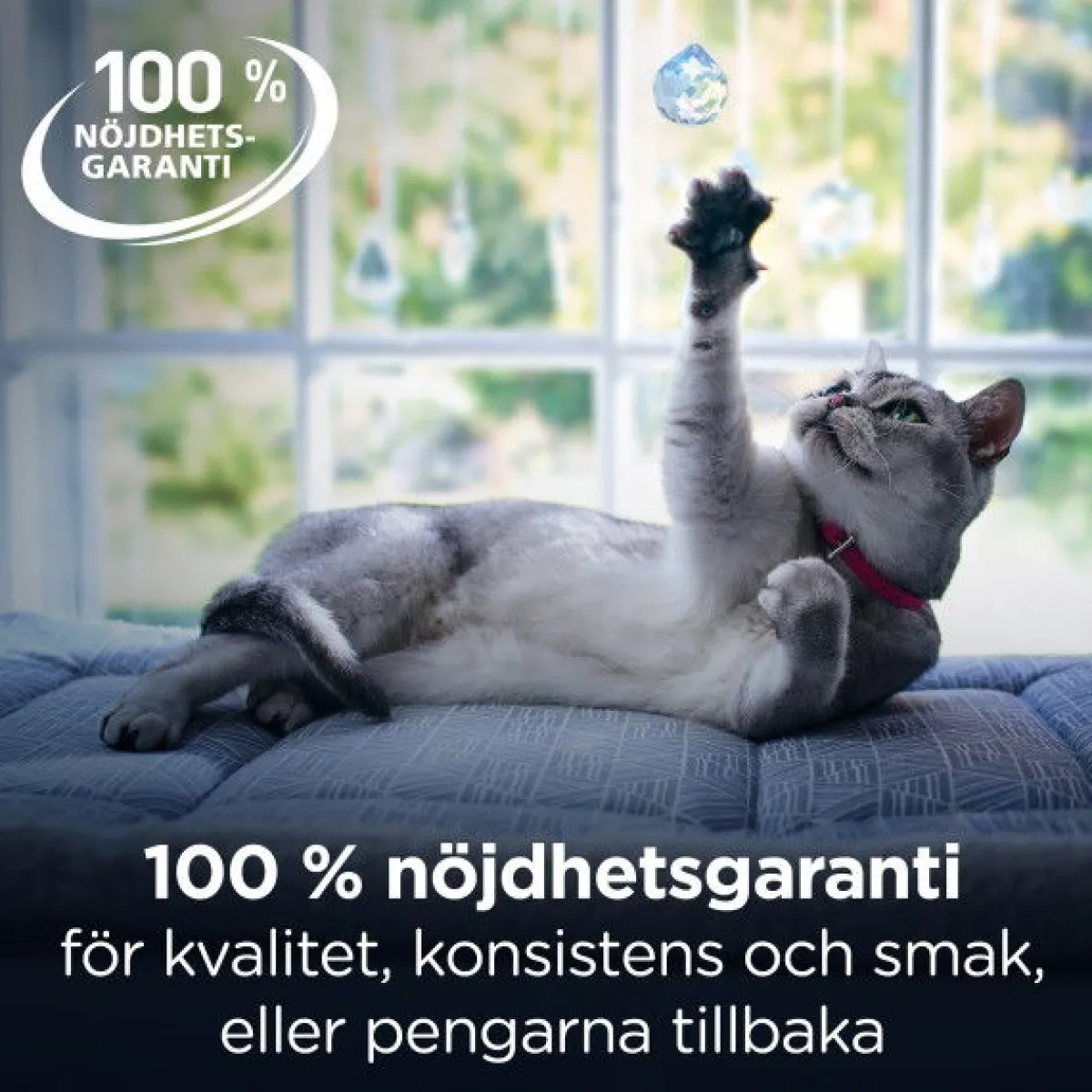 Hill's Prescription Diet Kissan Suolistosairaudet|Kissan Erikoisruoka*Hill's Diet Cat Gastrointestinal Biome Chicken 82g
