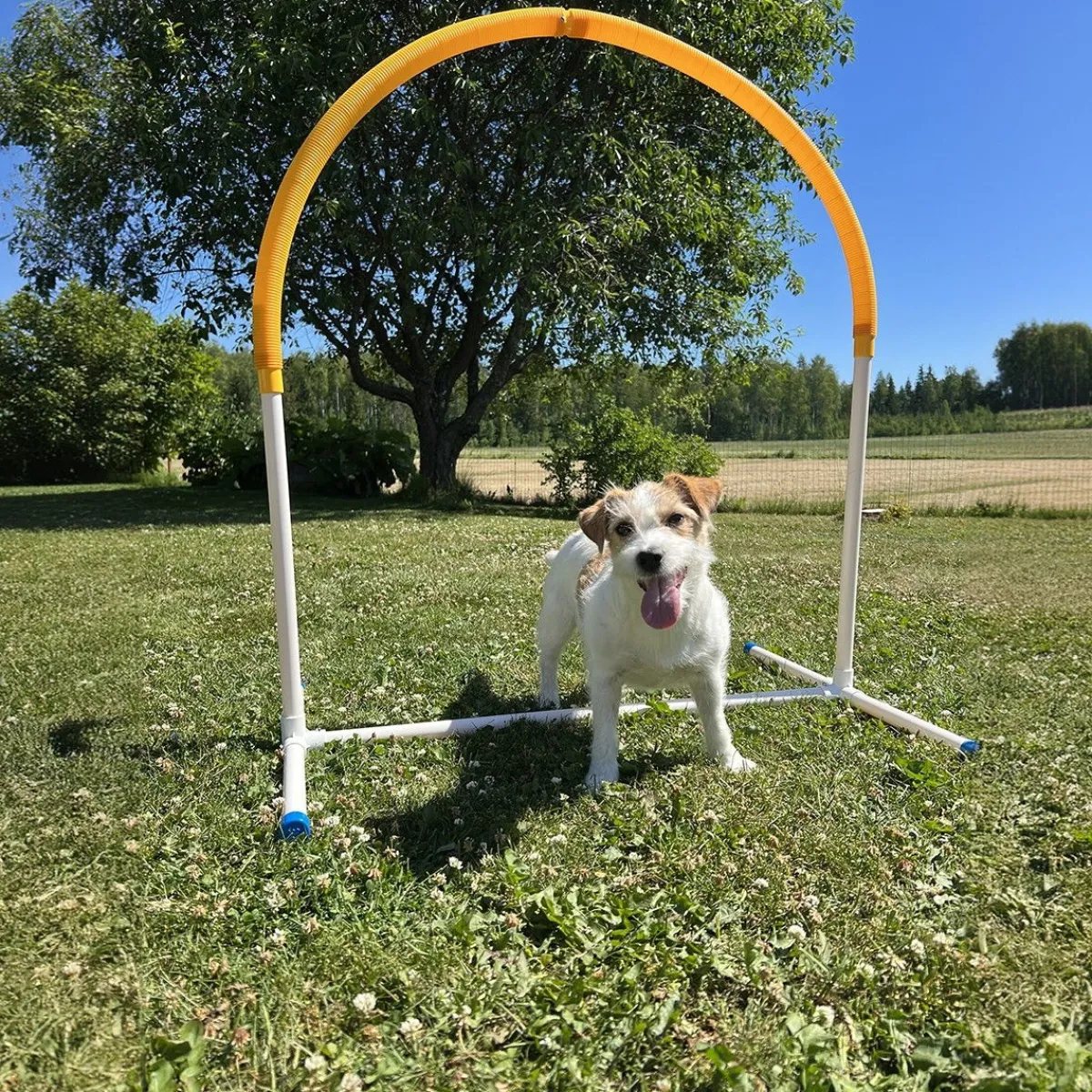 PetEasy Agility|Agility*Hoopers Hoop