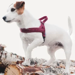 Hurtta Koiran Valjaat*Casual pehmustettu valjas, puolukka