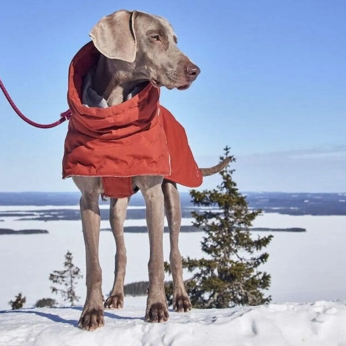 Hurtta Koiran Vaatteet|Koiran Talvitakit*Extreme Warmer III ECO koiran lämpötakki, kaneli