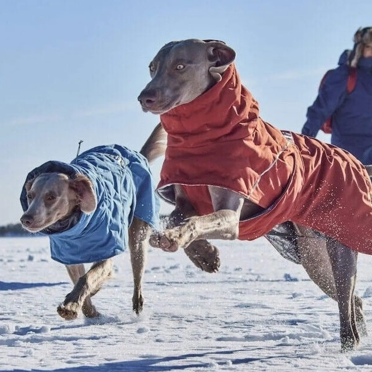 Hurtta Koiran Vaatteet|Koiran Talvitakit*Extreme Warmer III ECO koiran lämpötakki, kaneli