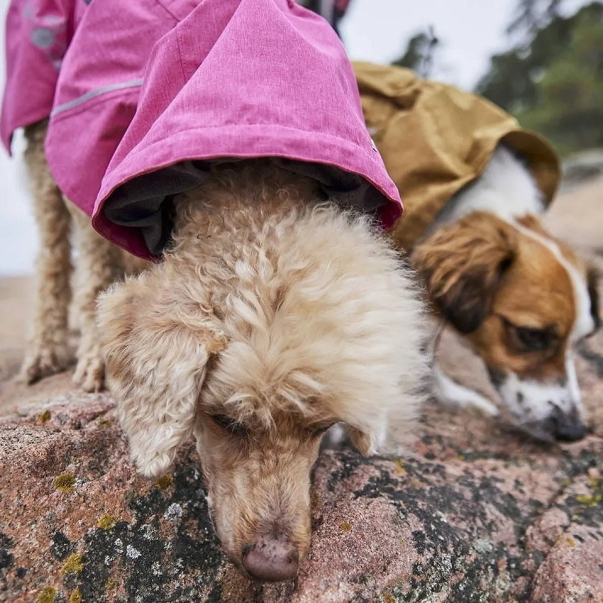 Hurtta Koiran Takit|Koiran Vaatteet*Monsoon II Eco koiran sadetakki, punainen