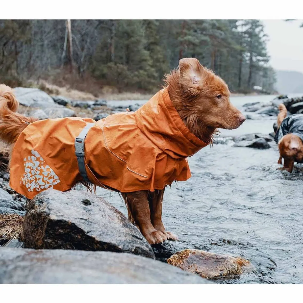 Hurtta Heijastavat Koiran Vaatteet|Koiran Heijastimet Ja Valot*sadetakki Monsoon, tyrni