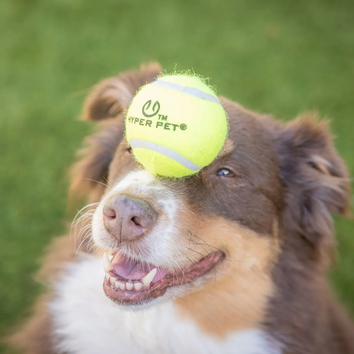 Hyper Pet Koiran Pallot Ja Heittolelut|Koiran Pallot*Tennispallot 4 kpl