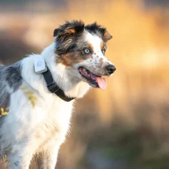 Lildog Retkeily Koiran Kanssa|Retkeily*Koiran GPS