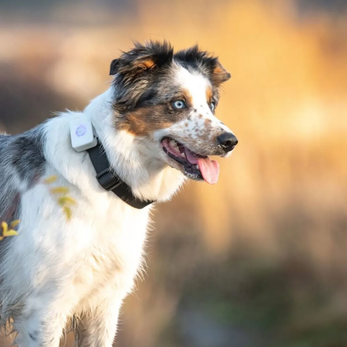 Lildog Retkeily Koiran Kanssa|Retkeily*Koiran GPS