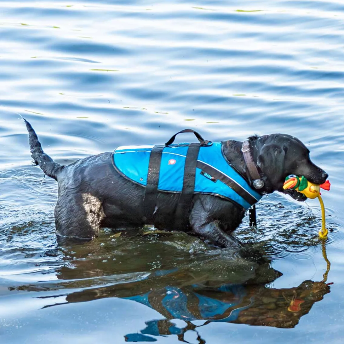 Baltic Koiran Vaatteet|Pelastusliivit*Koiran pelastusliivi Mascot, sininen