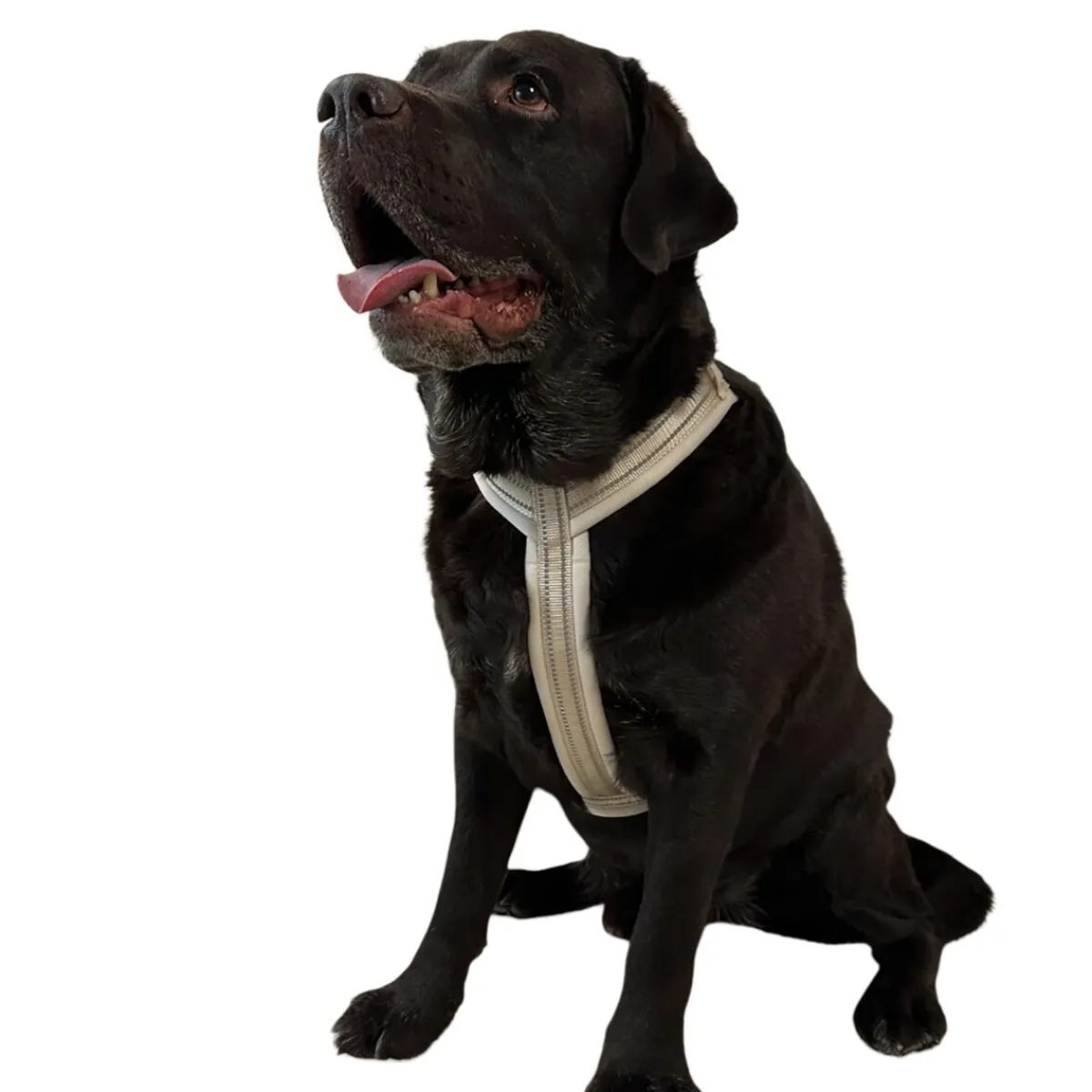 Trufois Koiranpennun Ulkoilu|Koiran Valjaat*Koiranvaljaat Comfy, beige