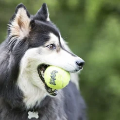 Kong Koiran Vetolelut|Koiran Pallot Ja Heittolelut*Airdog Squaker Ball narulla, 6 cm
