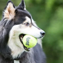 Kong Koiran Pallot Ja Heittolelut|Koiran Pallot*Airdog Squeaker Tennis Ball, 3 kpl