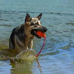 Kong Koiran Vesilelut|Koiran Vetolelut*Aqua