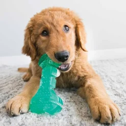 Kong Purulelut Ja Kongit*Squeezz Dental stick, M
