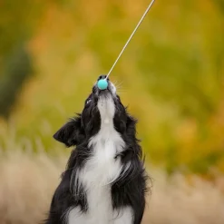 Pro Dog Naksuttimet Ja Kosketuskepit*Kosketuskeppi Target telesk.