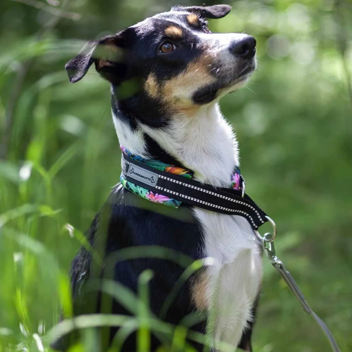 Kusse & Kutta Koiran Pannat*Kusse&Kutta extraleveä lycra-panta, tropiikki