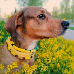 Kusse & Kutta Koiran Pannat*Kusse&Kutta extraleveä panta, auringonkukka
