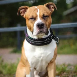 Kusse & Kutta Koiran Pannat*Kusse&Kutta extraleveä panta, musta kimalle