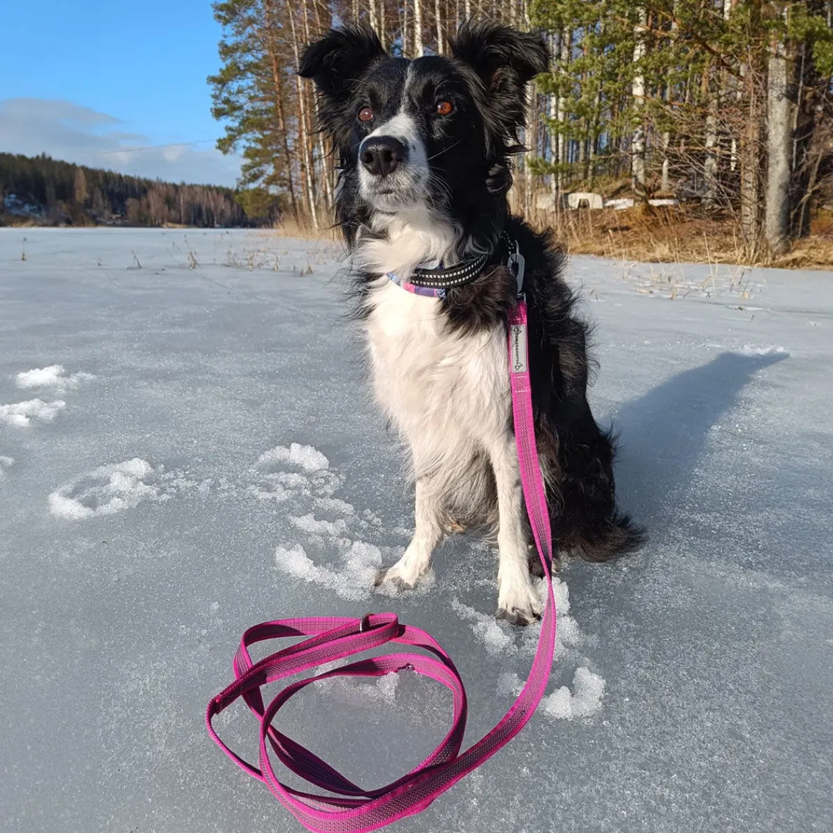 Kusse & Kutta Koiran Hihnat Ja Flexit*Kusse&Kutta kotimainen grip-hihna BGB-lukolla, 300 cm