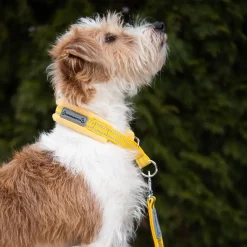 Kusse & Kutta Koiran Pannat*puolikiristävä leveä pehmopanta, keltainen