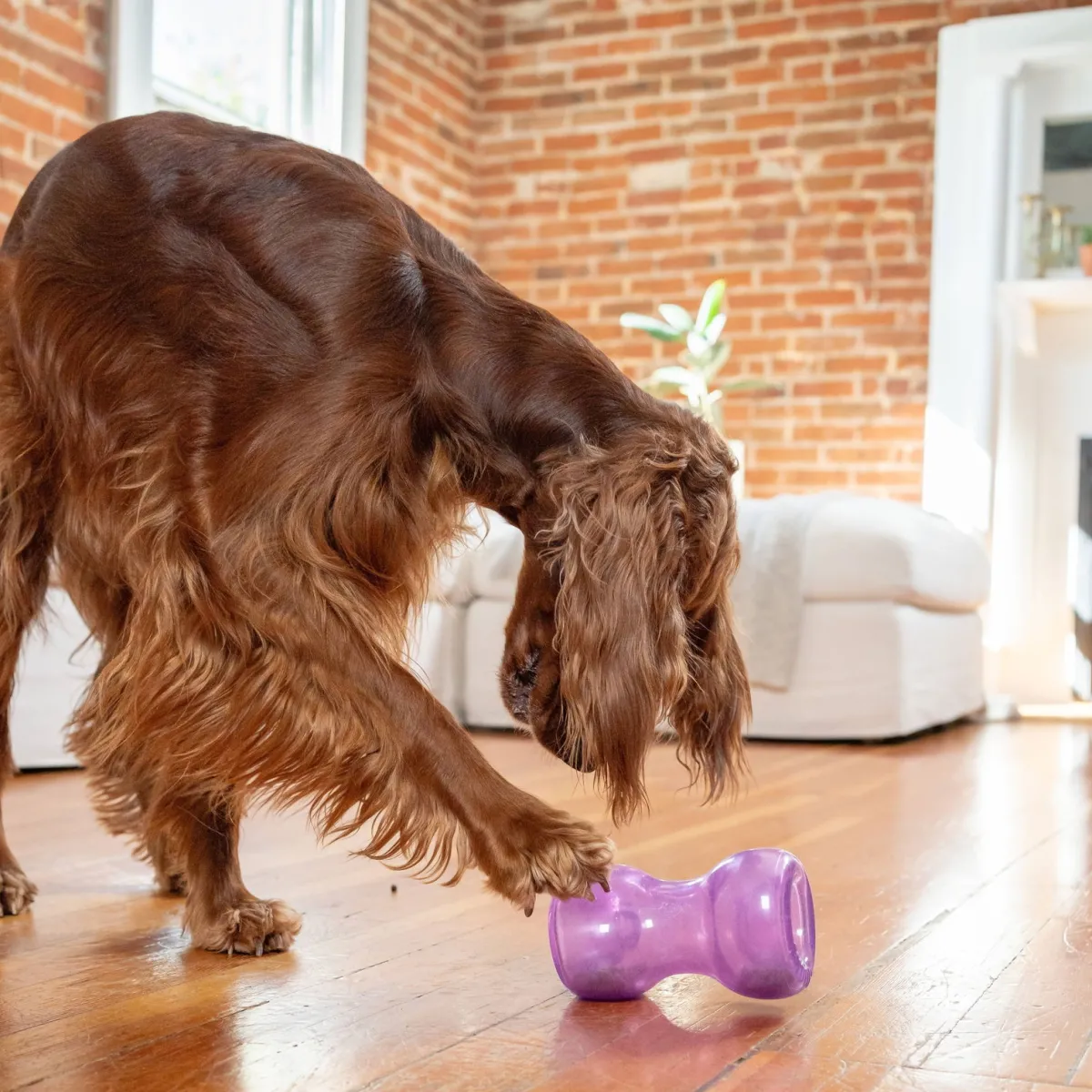 Nina Ottosson Koiran Aktivointilelut Ja -Pelit*Outward Hound Double Snoop, lila