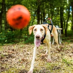 Non-stop dogwear Koiran Pallot*Non-Stop Dog ball