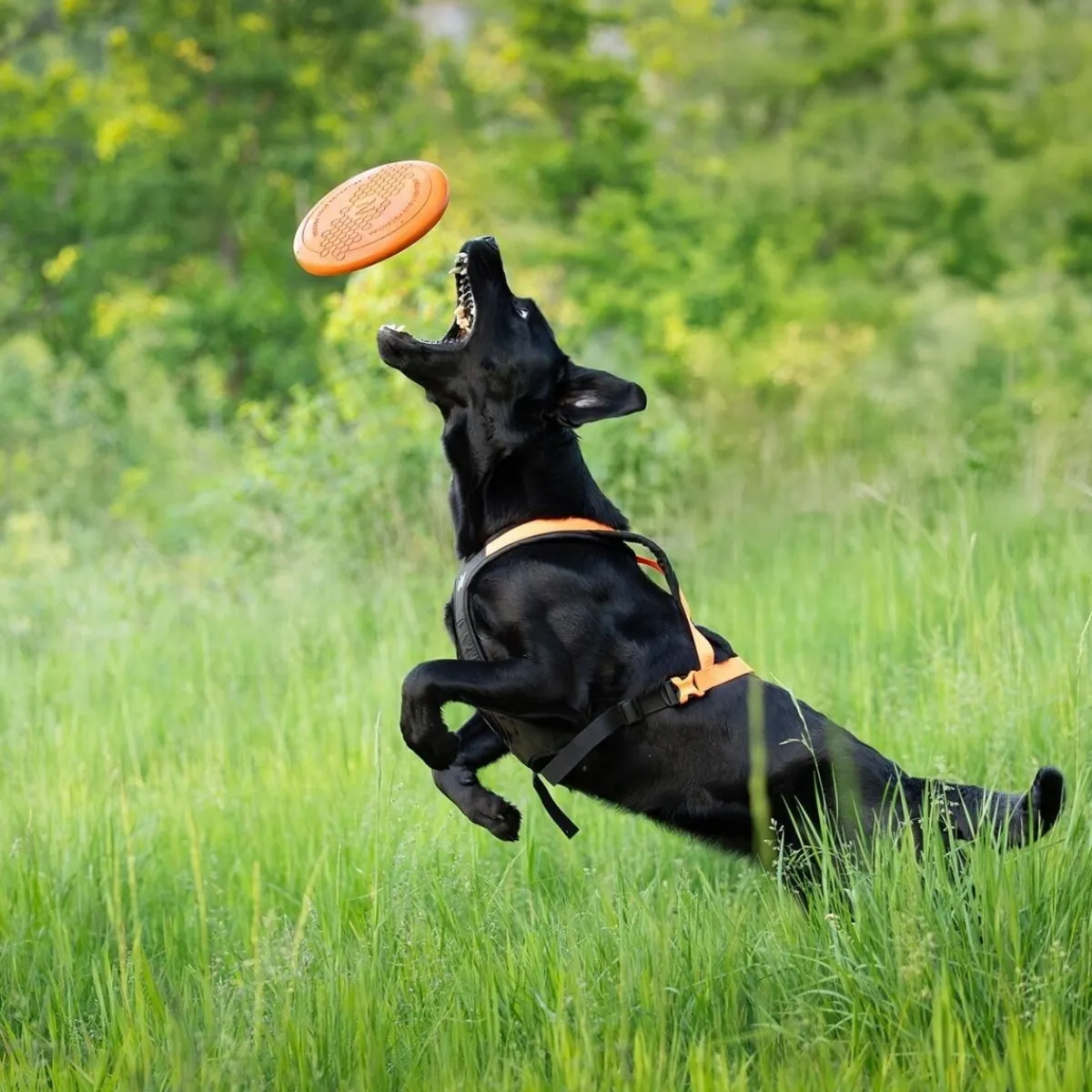 Non-stop dogwear Koiran Pallot Ja Heittolelut*Non-Stop Dog Frisbee