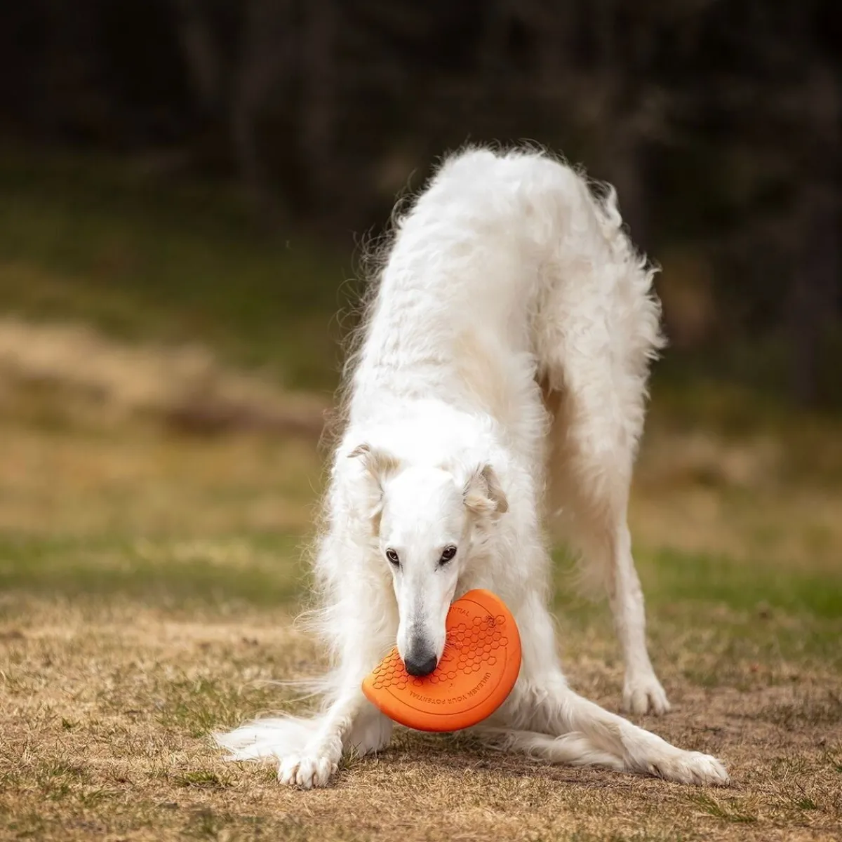 Non-stop dogwear Koiran Pallot Ja Heittolelut*Non-Stop Dog Frisbee