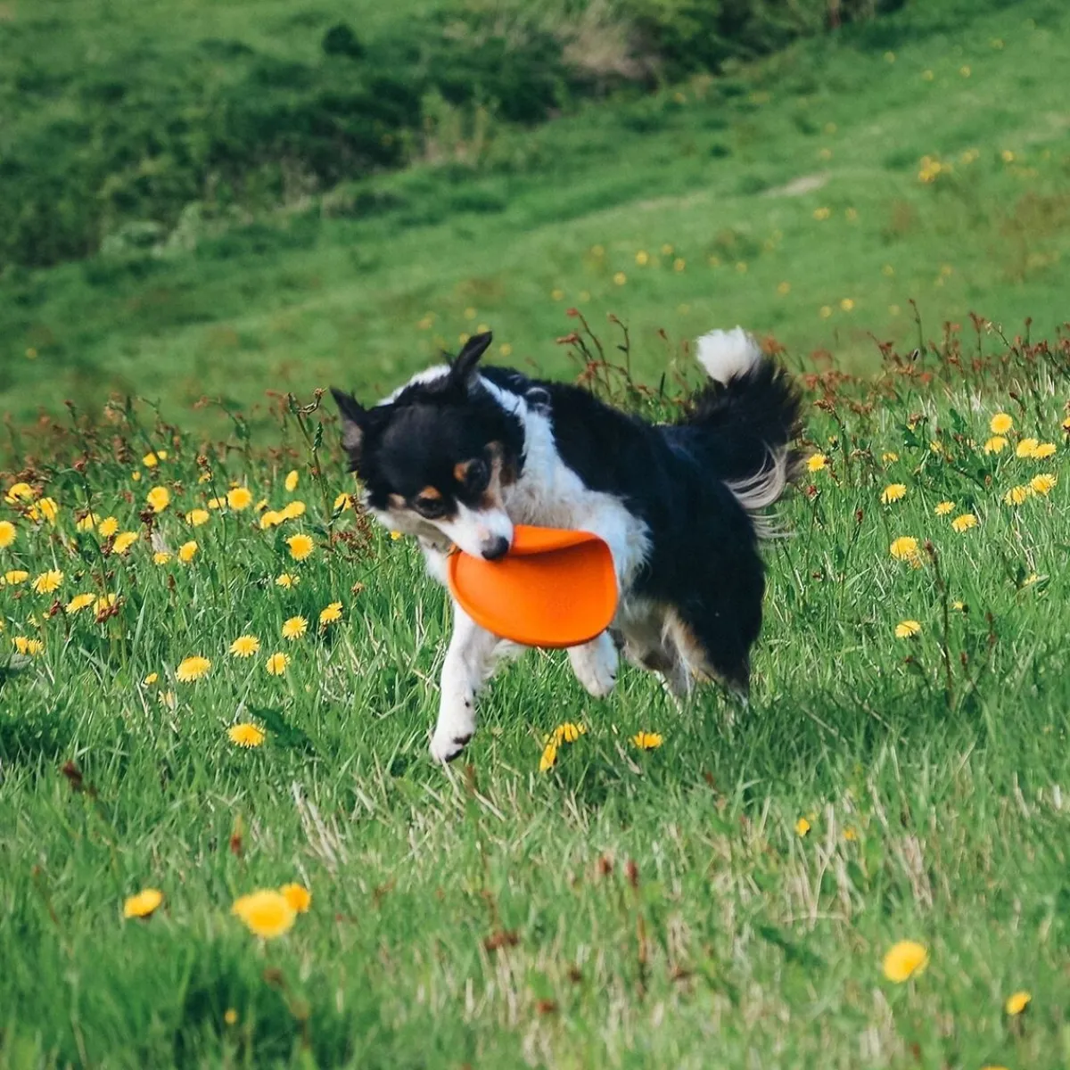 Non-stop dogwear Koiran Pallot Ja Heittolelut*Non-Stop Dog Frisbee