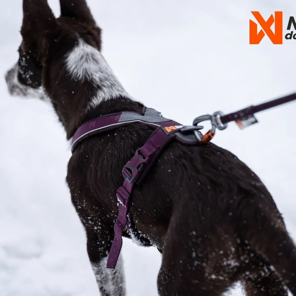 Non-stop dogwear Koiran Valjaat*Line harness 5.0, violetti